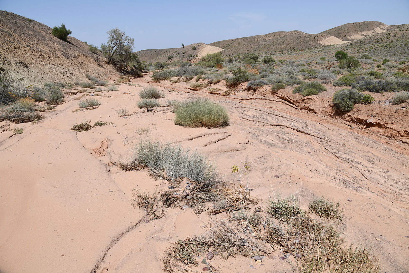 Бала-Богуты, image of landscape/habitat.