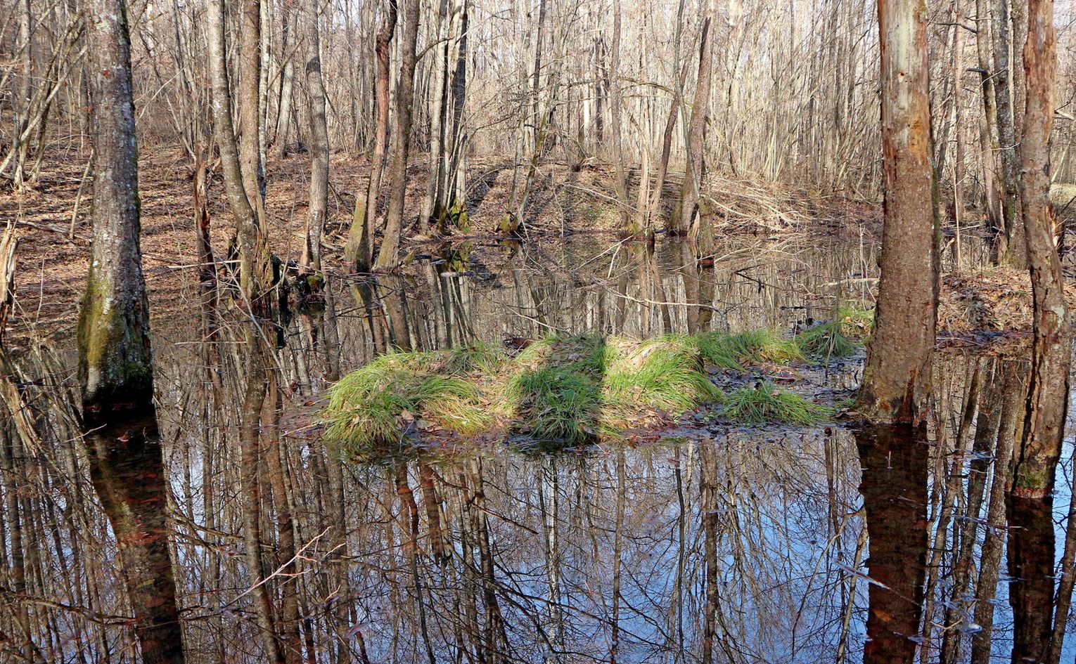 Тамбовская Щель, image of landscape/habitat.
