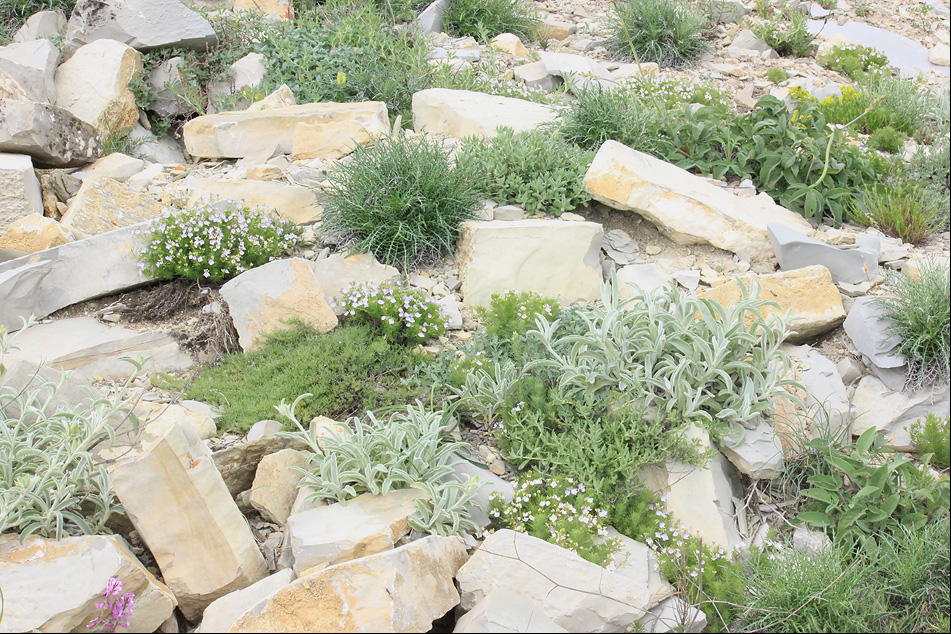 Андреевский перевал, image of landscape/habitat.