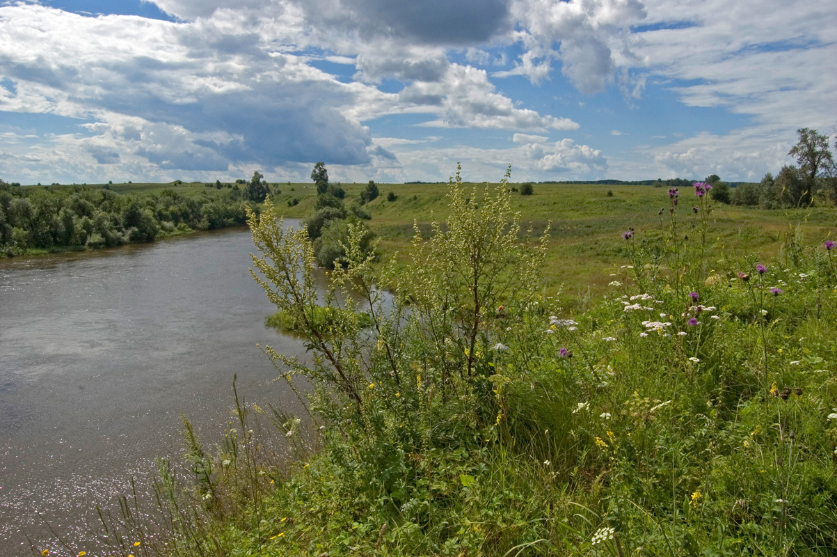 Окрестности деревни Карнаухово, image of landscape/habitat.