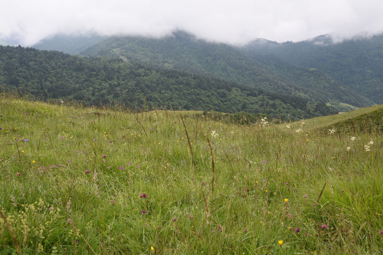 Альплагерь "Кязи" и окрестности, image of landscape/habitat.