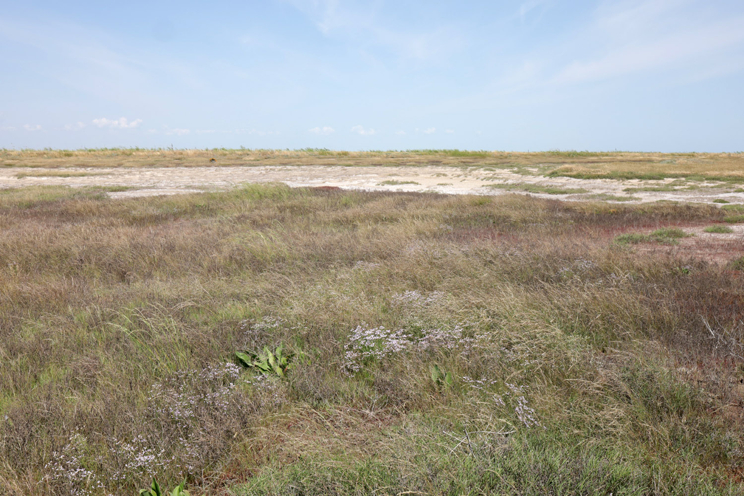 Заказник Присивашский, image of landscape/habitat.