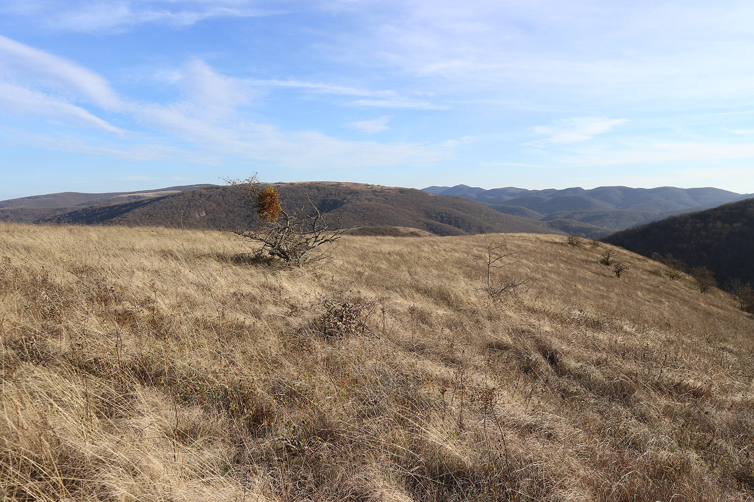 Херсонка, image of landscape/habitat.