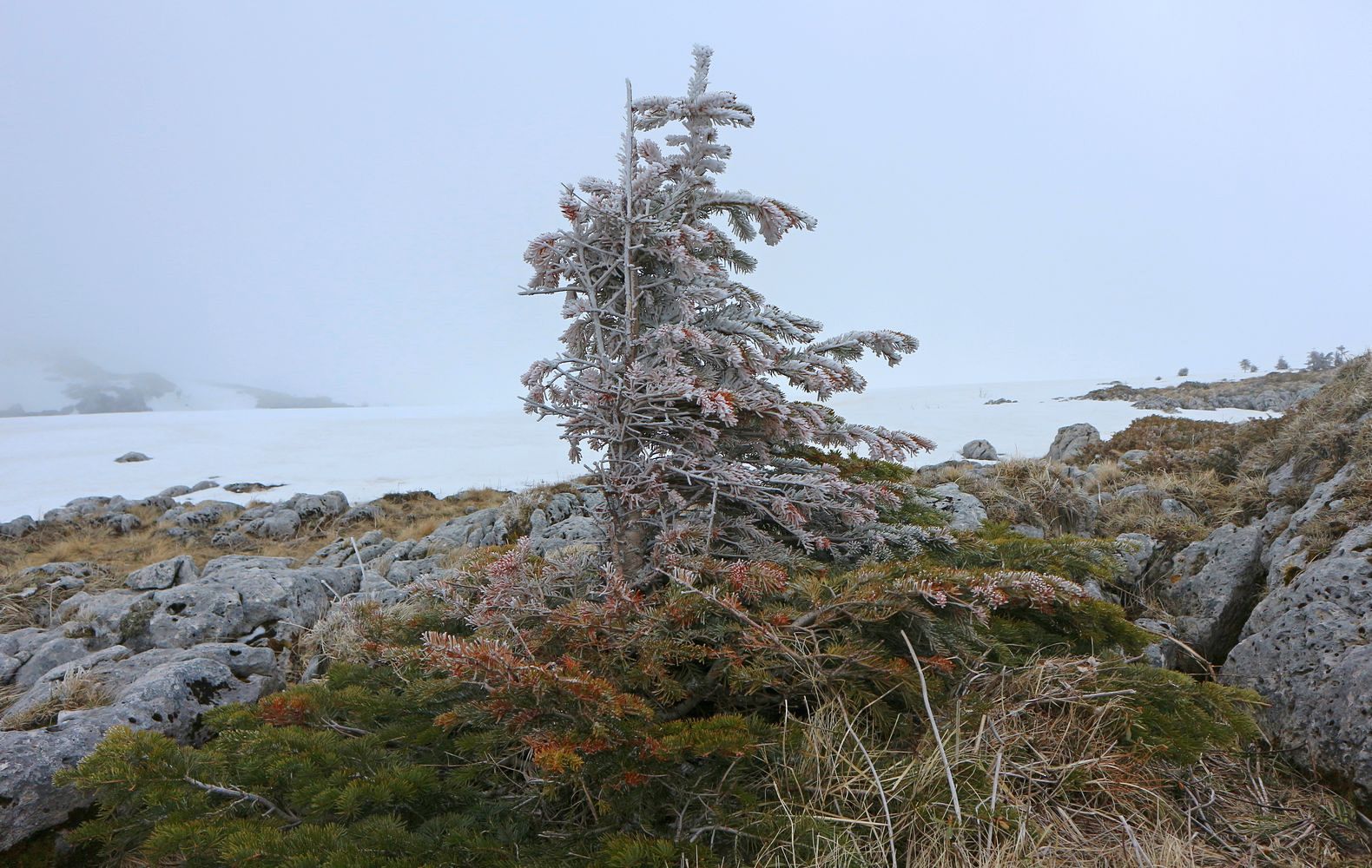 Каменное Море, image of landscape/habitat.