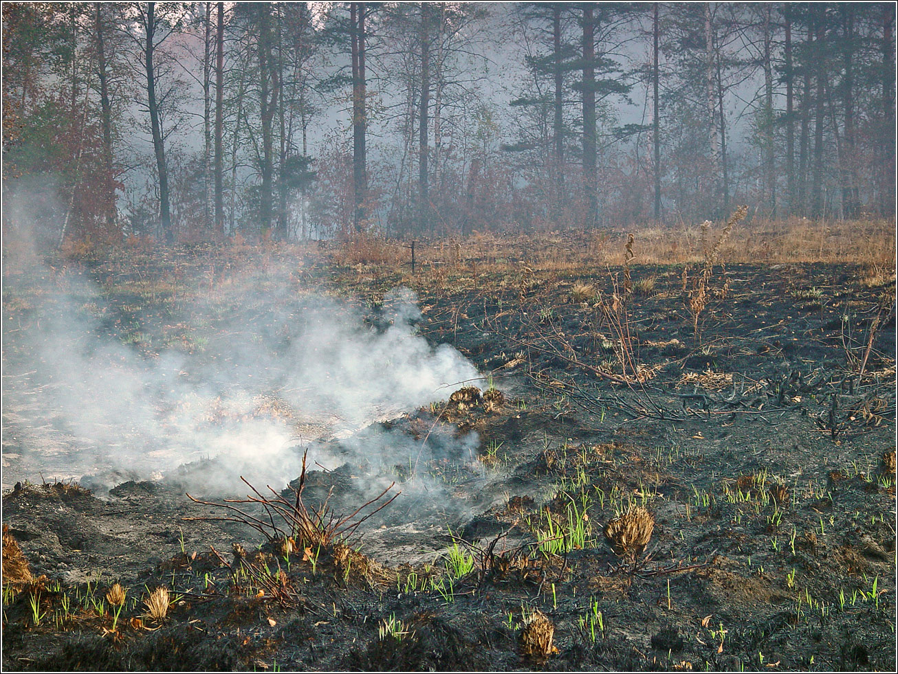 Окрестности Хрипани, image of landscape/habitat.