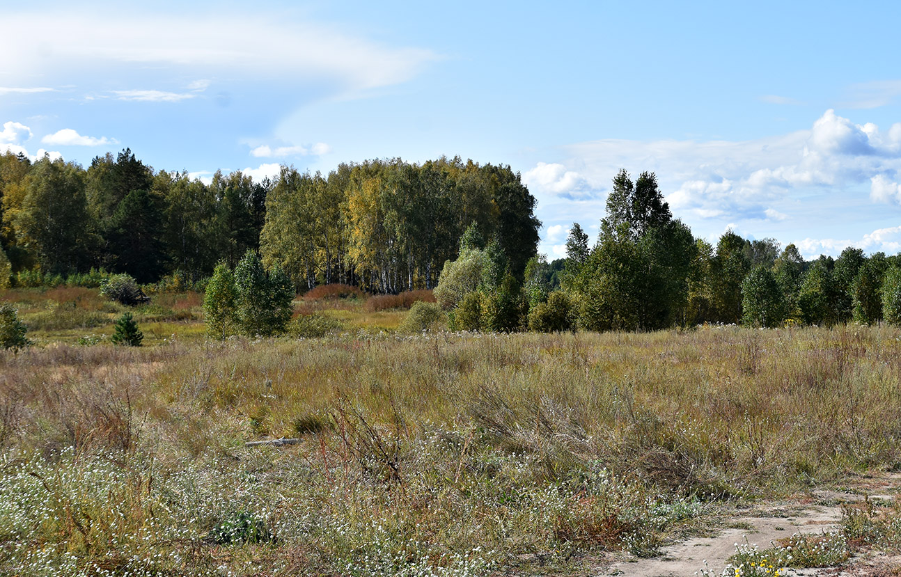 Окрестности села Ельники, изображение ландшафта.