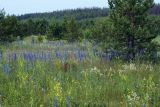 Image of landscape