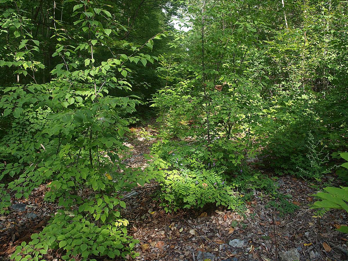 Кордон Америка, image of landscape/habitat.