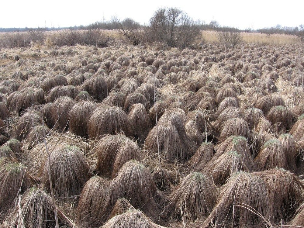 Верховья Каспли, изображение ландшафта.