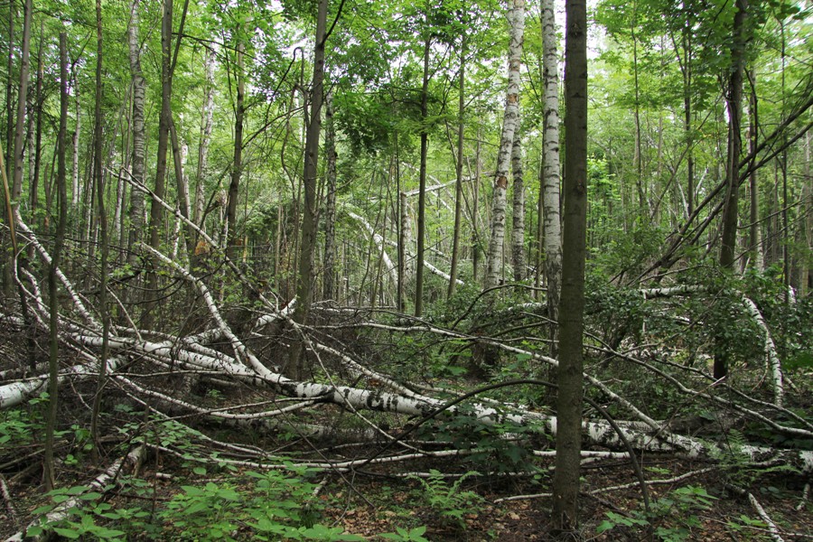 Лыткарино, image of landscape/habitat.