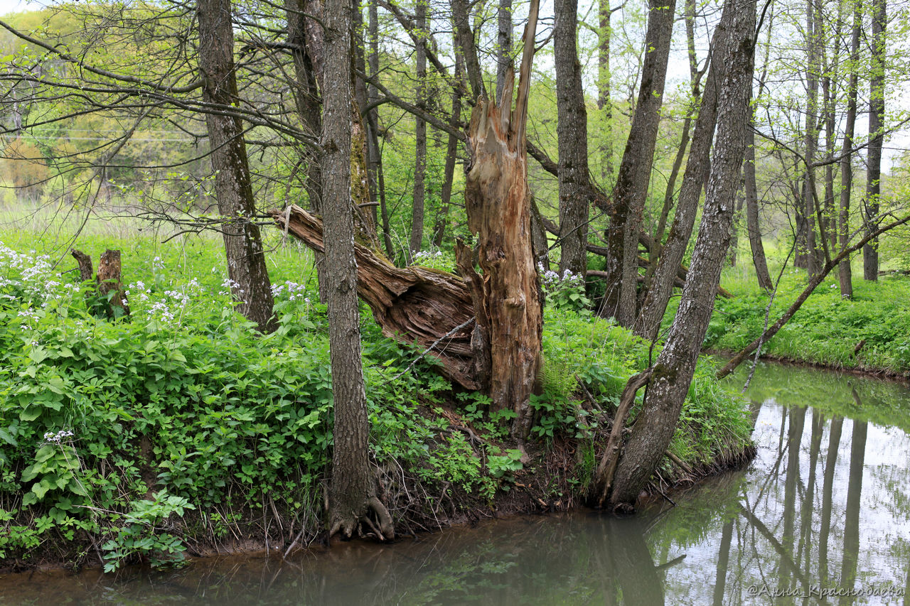 Дубна и окрестности, image of landscape/habitat.