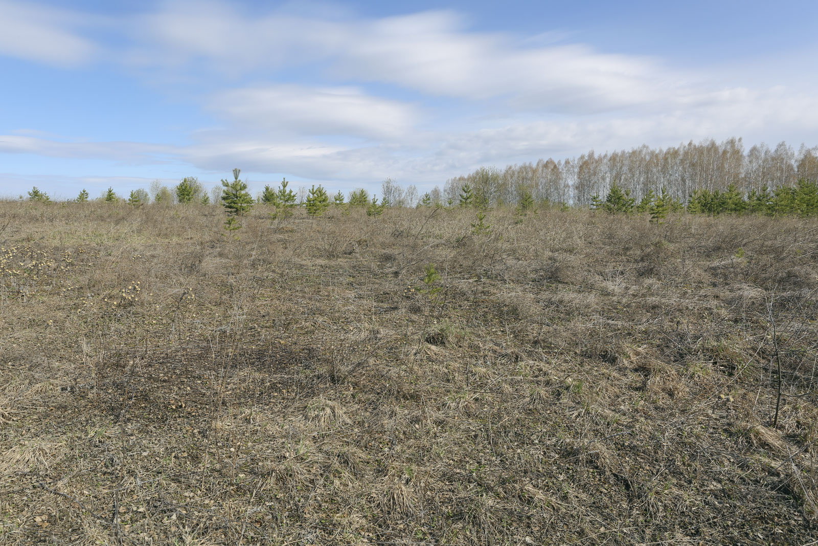 Спасская гора и её окрестности, image of landscape/habitat.