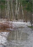 Кузьминский лесопарк, изображение ландшафта.