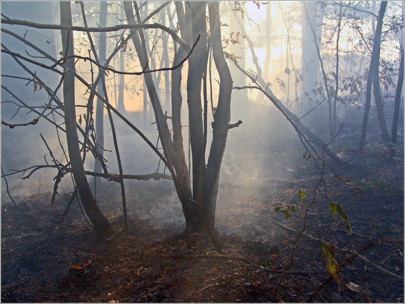 Окрестности Хрипани, image of landscape/habitat.