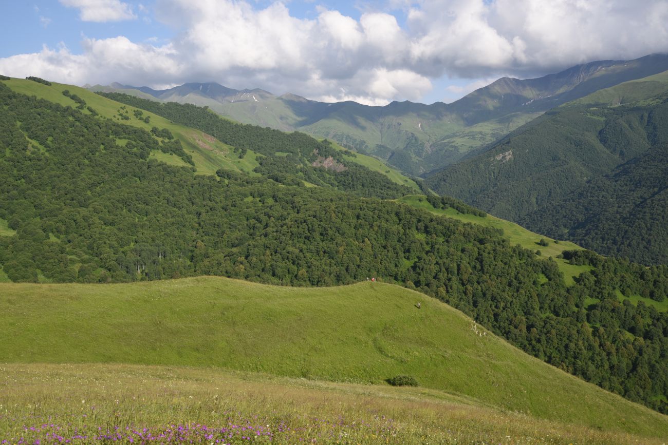 Лес между Хакмадой и Хочелдой, image of landscape/habitat.