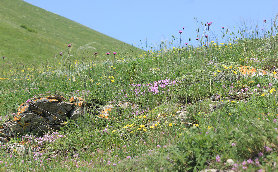 Гора Лысая-Новороссийская, image of landscape/habitat.