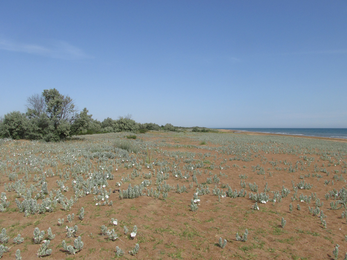 Берег моря у посёлка Мамедкала, image of landscape/habitat.