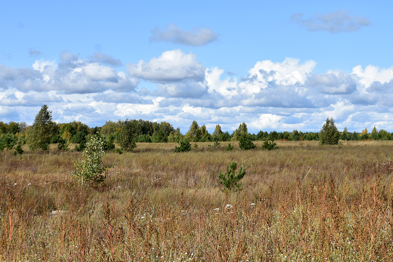 Окрестности села Ельники, image of landscape/habitat.