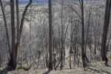 Image of landscape