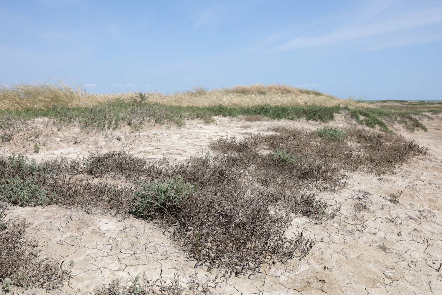 Заказник Присивашский, image of landscape/habitat.