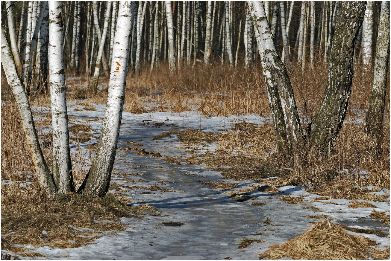 Кузьминский лесопарк, image of landscape/habitat.