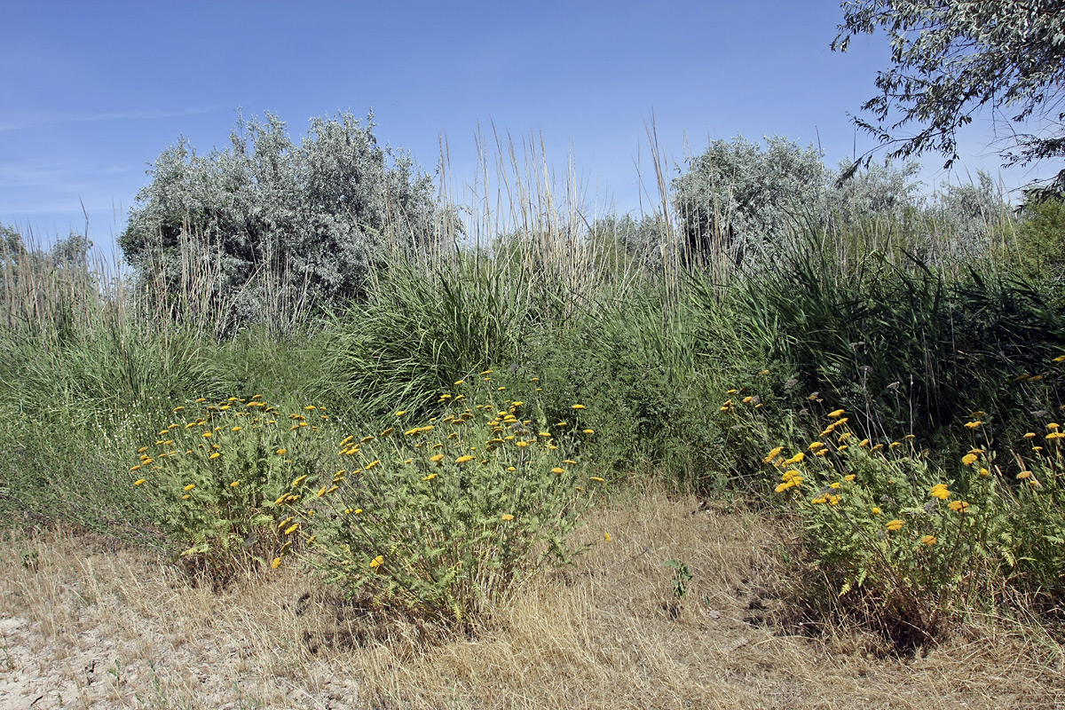 Нижний Боролдай, image of landscape/habitat.