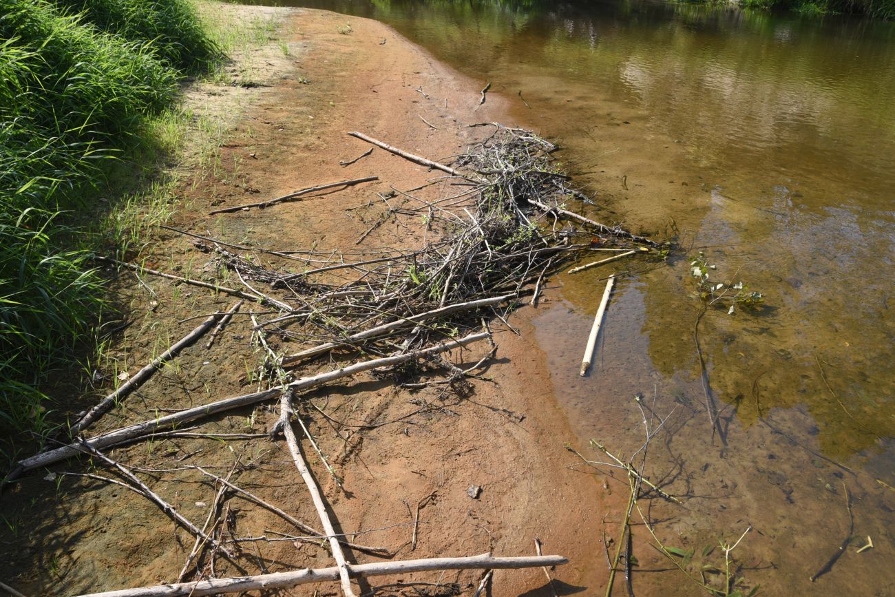 Устье ручья Полянка, image of landscape/habitat.