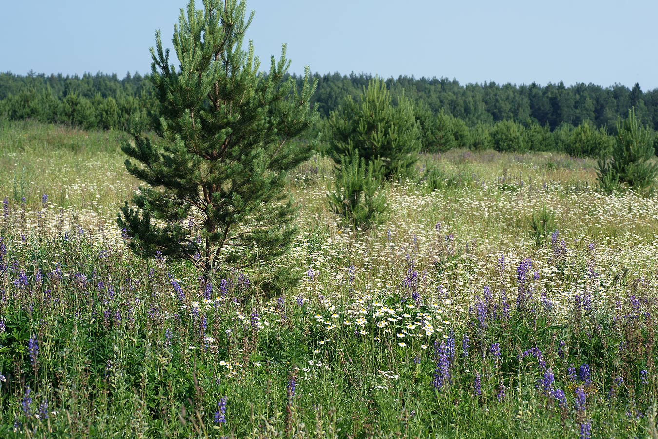 Лесничество «Красный Маяк», image of landscape/habitat.