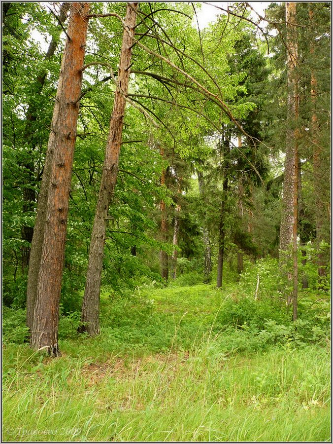 Поляна возле ГНС, image of landscape/habitat.