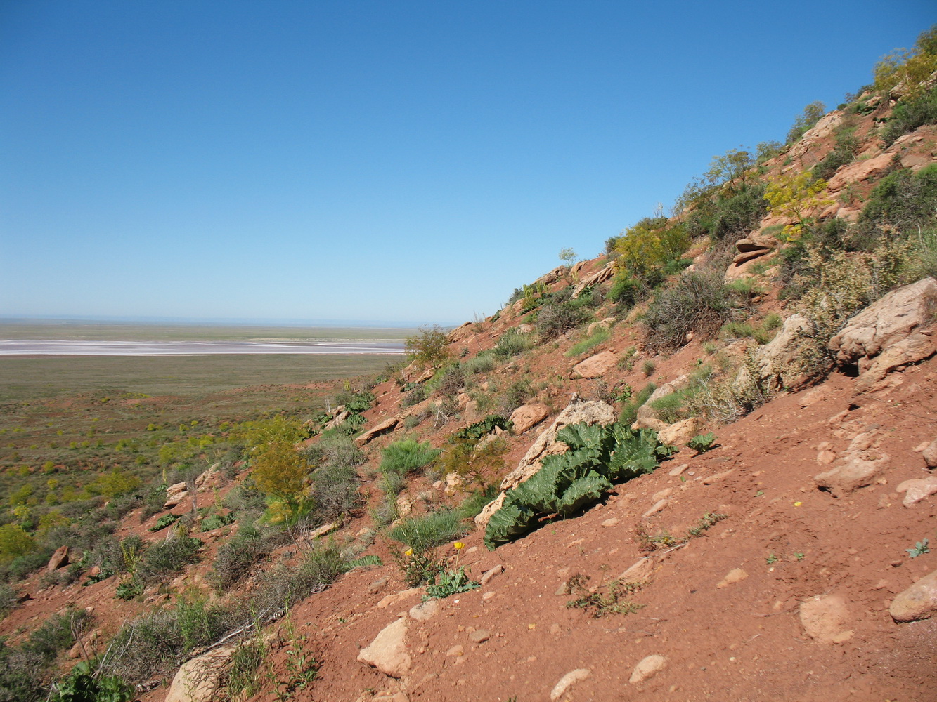 Бугор Кызылтау, image of landscape/habitat.