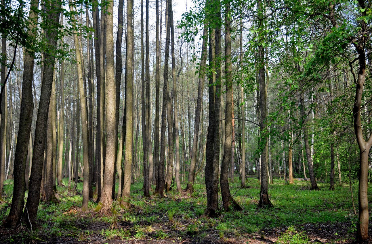 Железнодорожный, image of landscape/habitat.