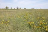 Заказник Присивашский, image of landscape/habitat.