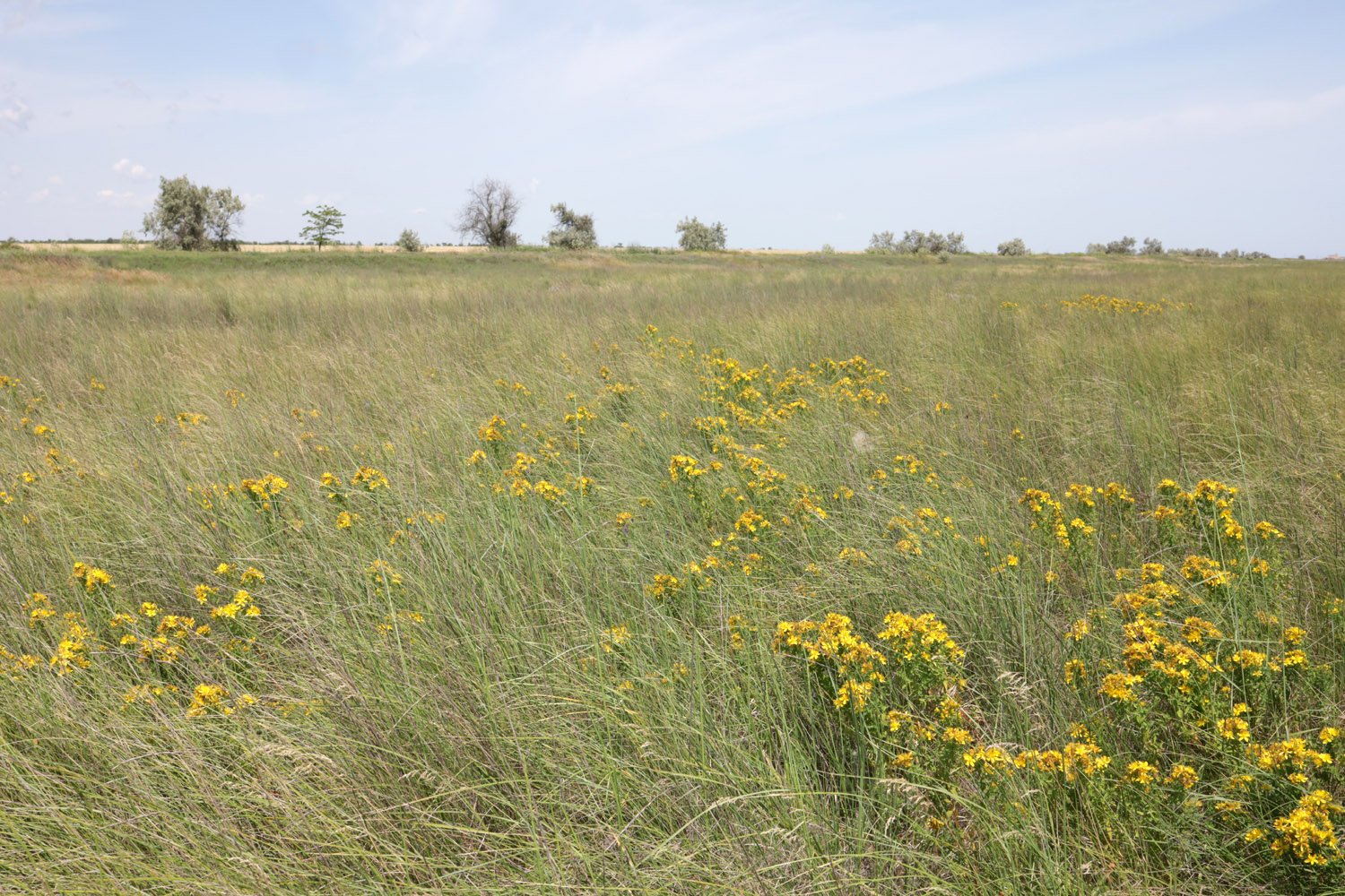 Заказник Присивашский, image of landscape/habitat.