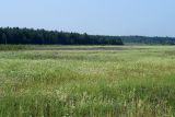 Лесничество «Красный Маяк», image of landscape/habitat.