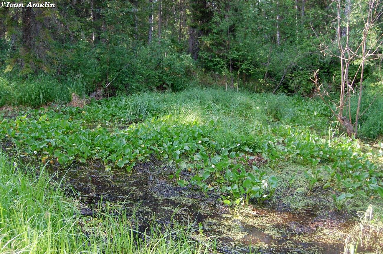 Дешембинское озеро, image of landscape/habitat.