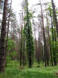 Изображение ландшафта