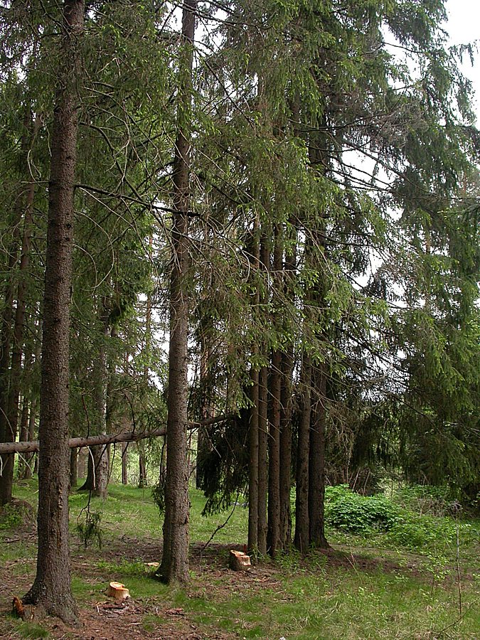 Ленинское на Сестре, image of landscape/habitat.