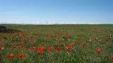 Улькунбурултау (юг), image of landscape/habitat.