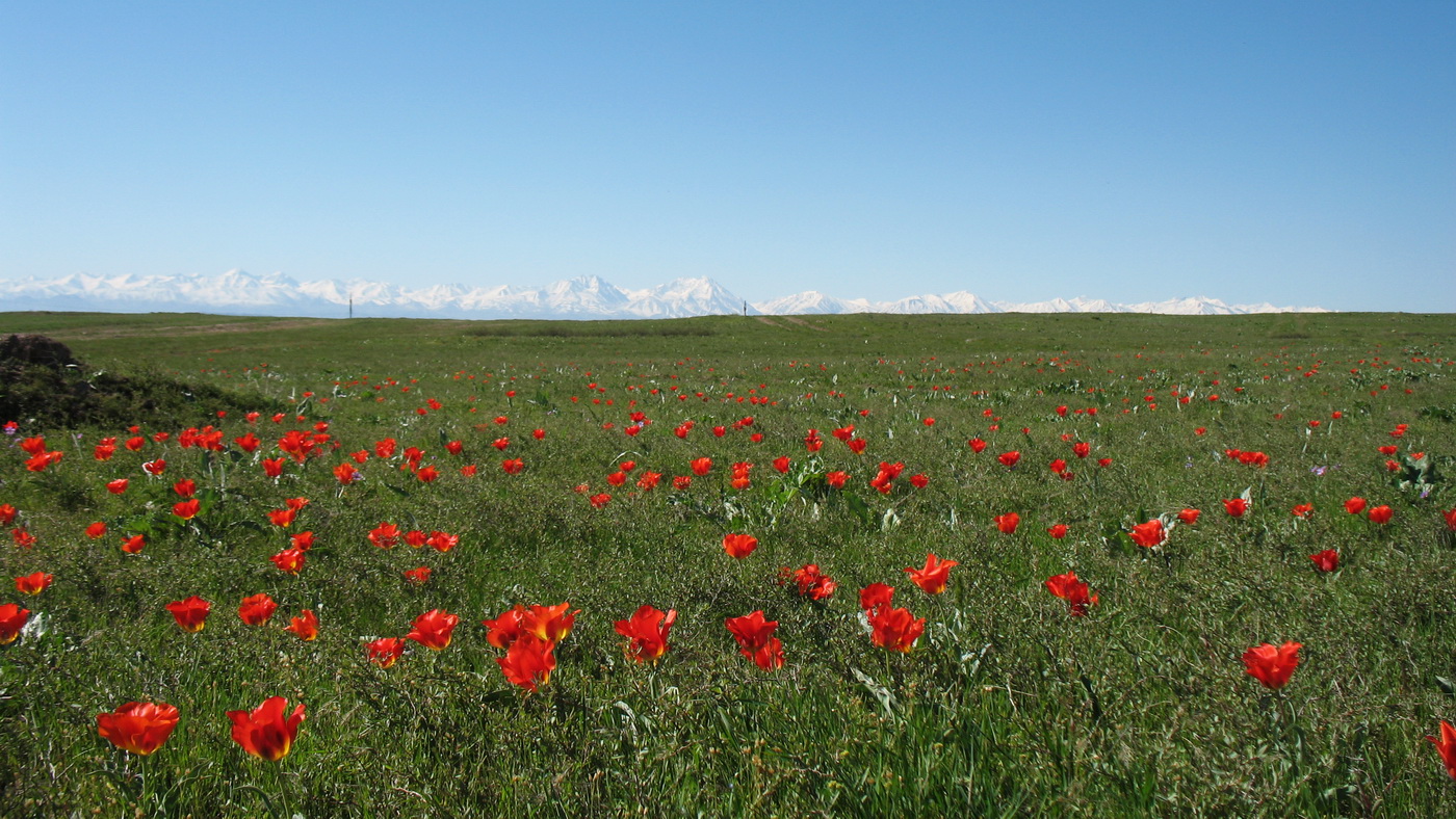 Улькунбурултау (юг), изображение ландшафта.