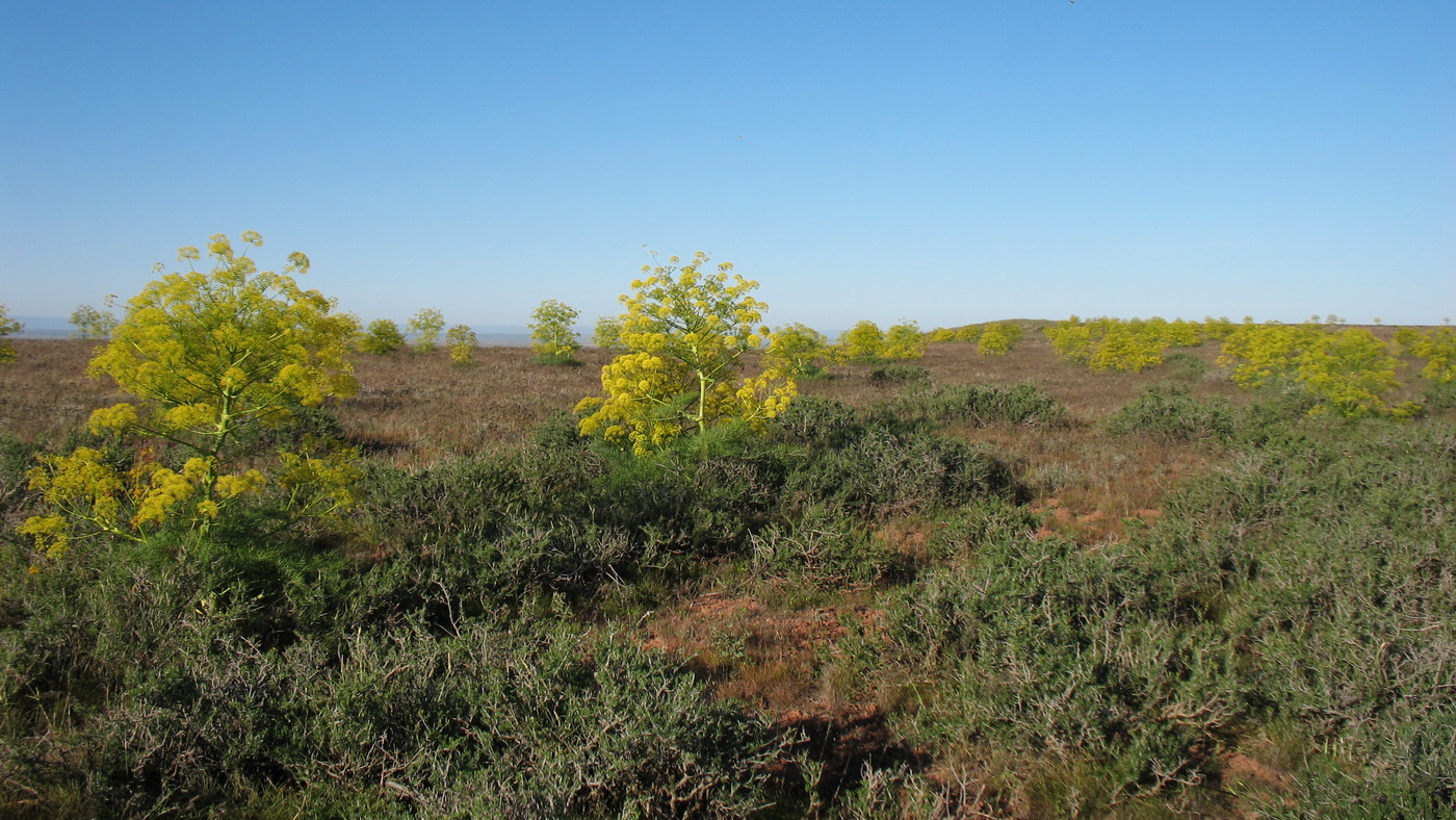 Бугор Кызылтау, image of landscape/habitat.