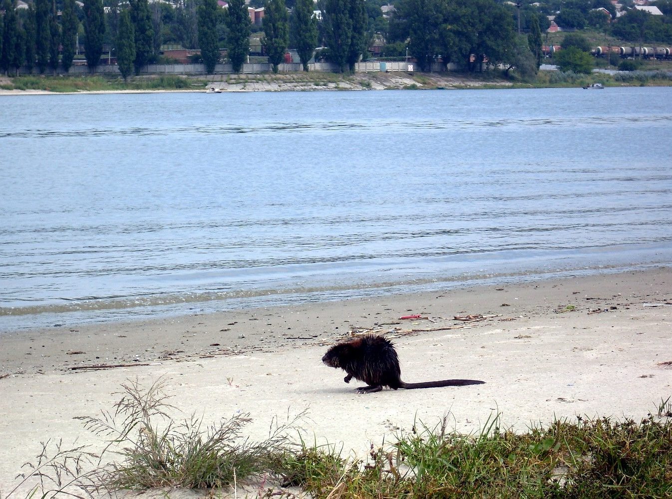 Левый берег Дона, image of landscape/habitat.