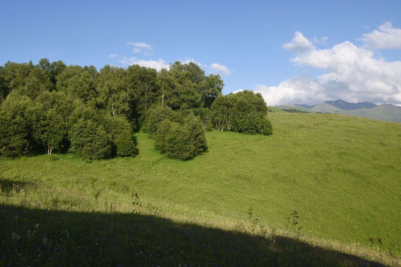 Лес между Хакмадой и Хочелдой, image of landscape/habitat.
