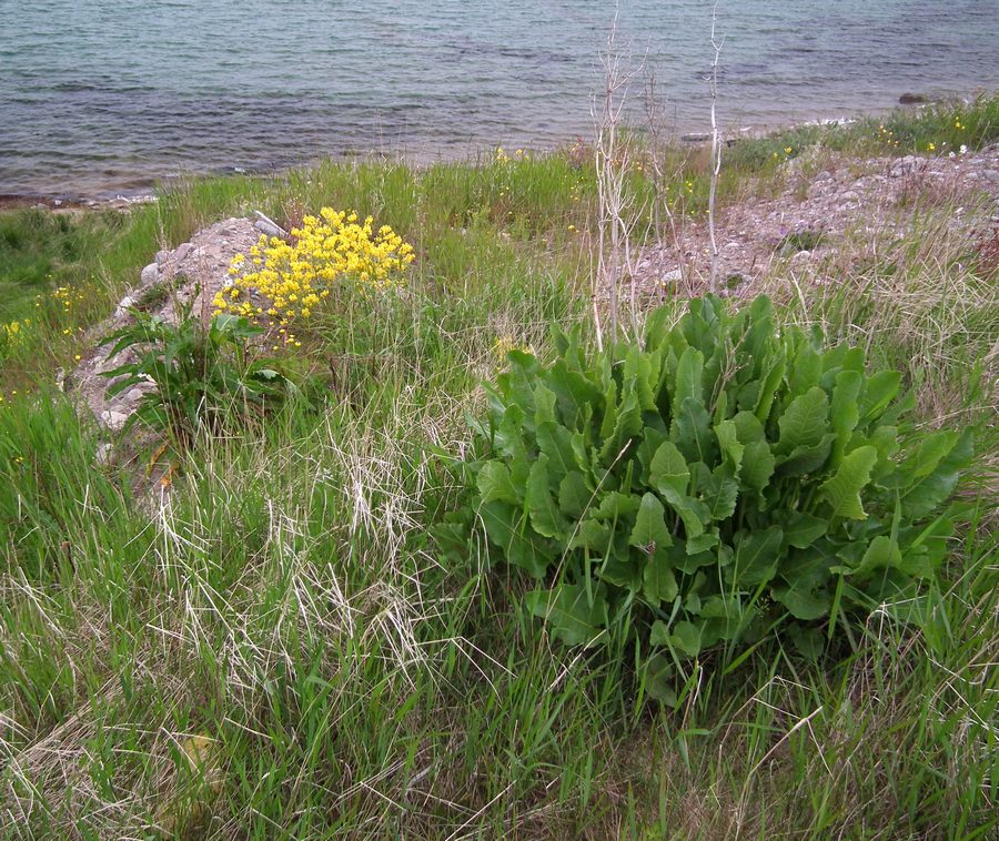 Дальние Зеленцы, image of landscape/habitat.