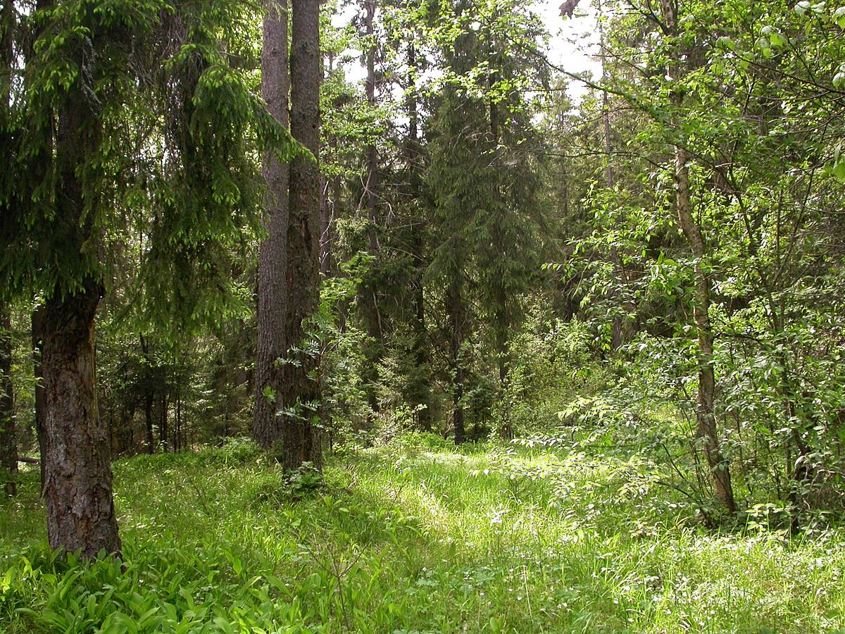 Ленинское на Сестре, image of landscape/habitat.