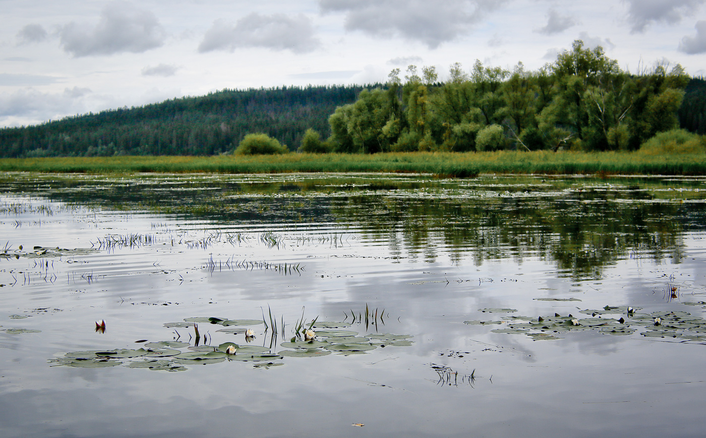 Кунчурихинский бор, image of landscape/habitat.