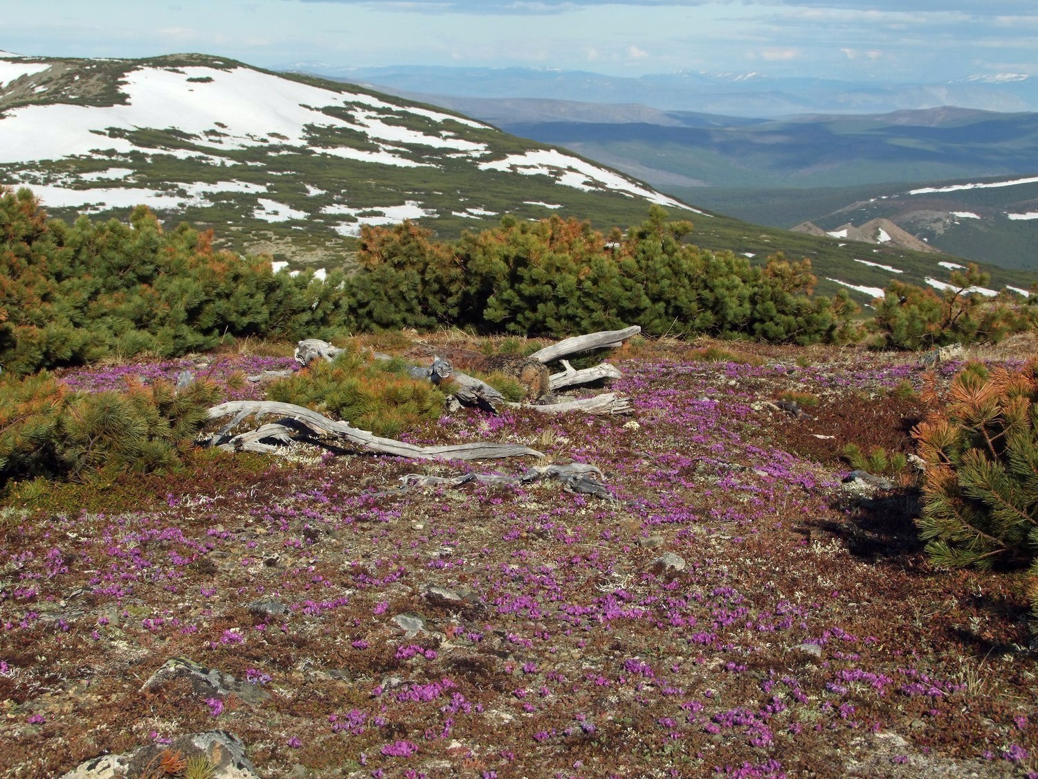 Водораздел Дукчи и Омчика, image of landscape/habitat.