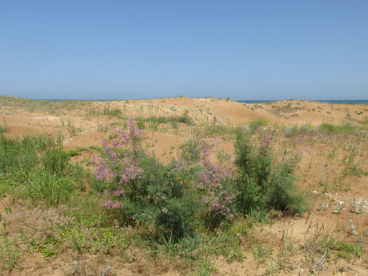 Берег моря у села Новокаякент, image of landscape/habitat.