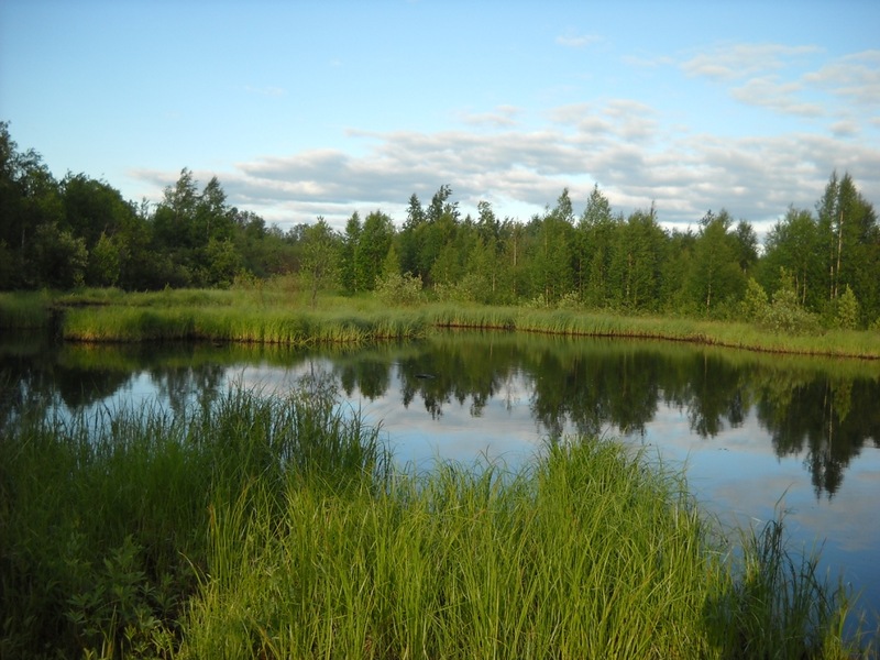 Печорский Лесокомбинат, image of landscape/habitat.