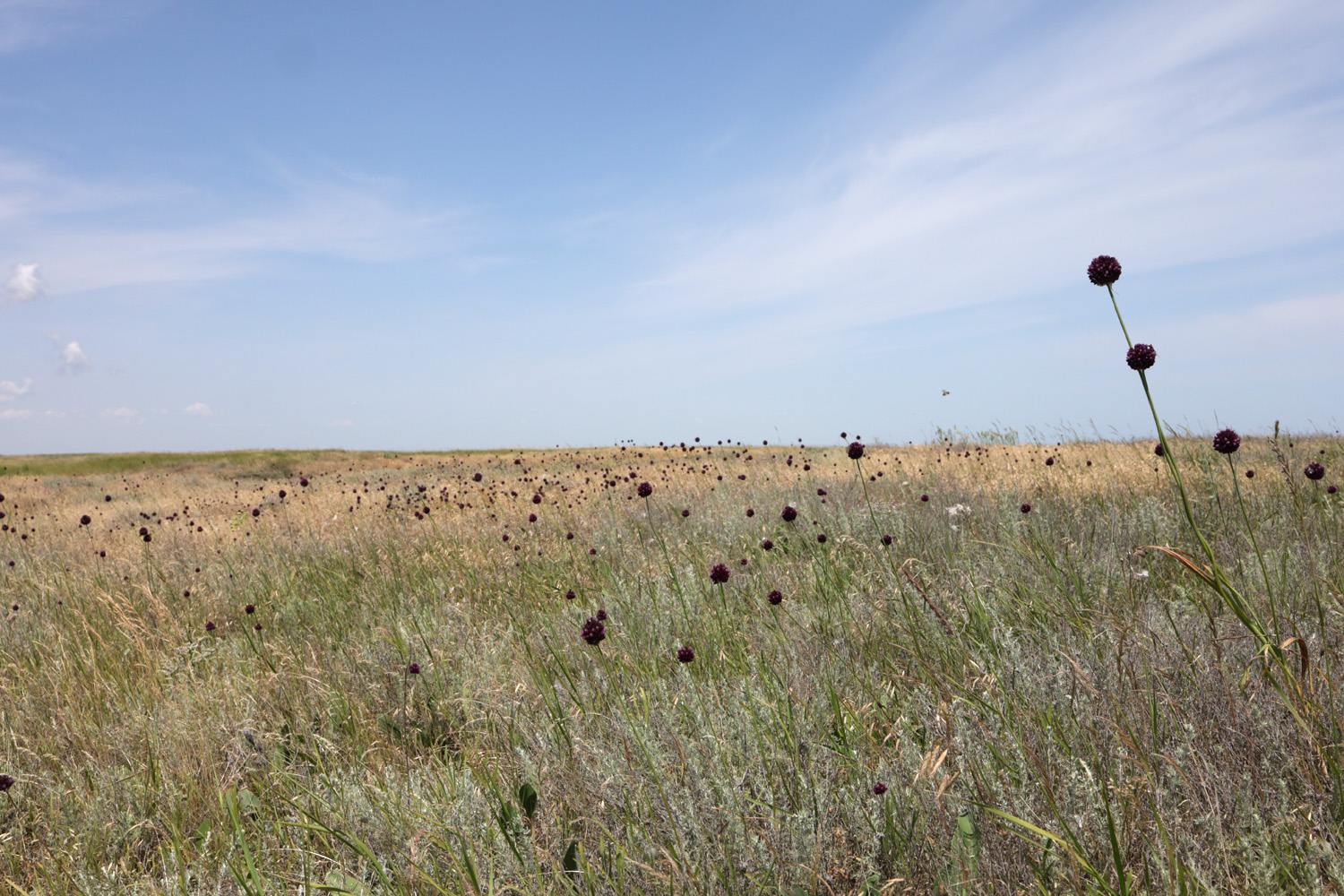 Заказник Присивашский, image of landscape/habitat.