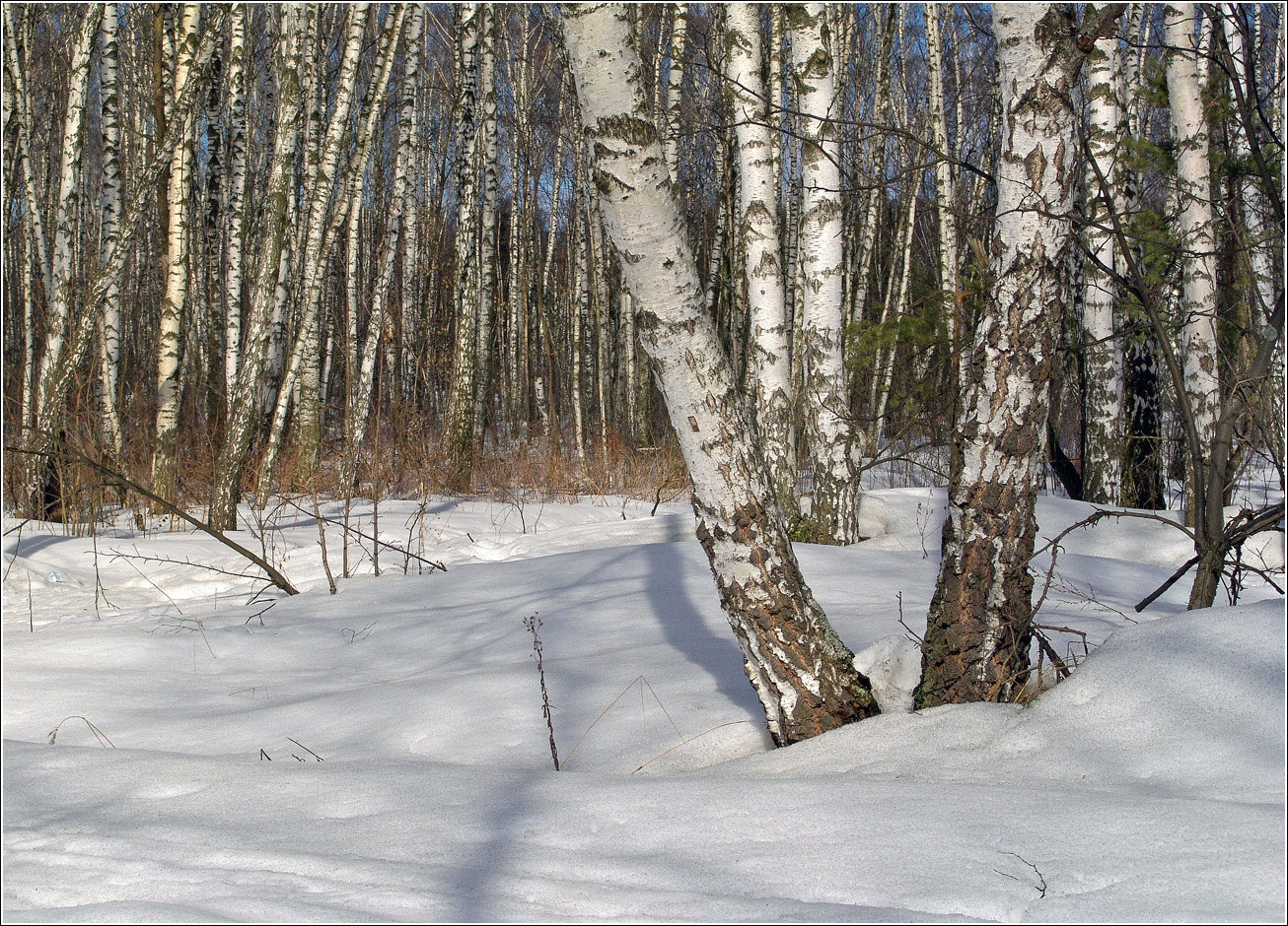 Кузьминский лесопарк, image of landscape/habitat.